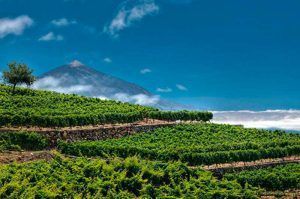Viñas y Teide