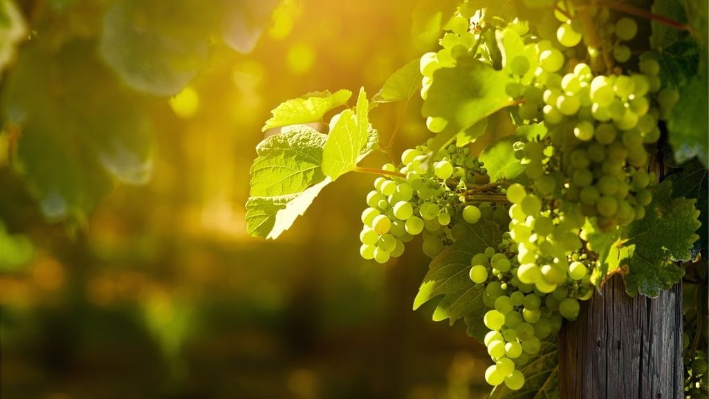 Parra de vino de canarias